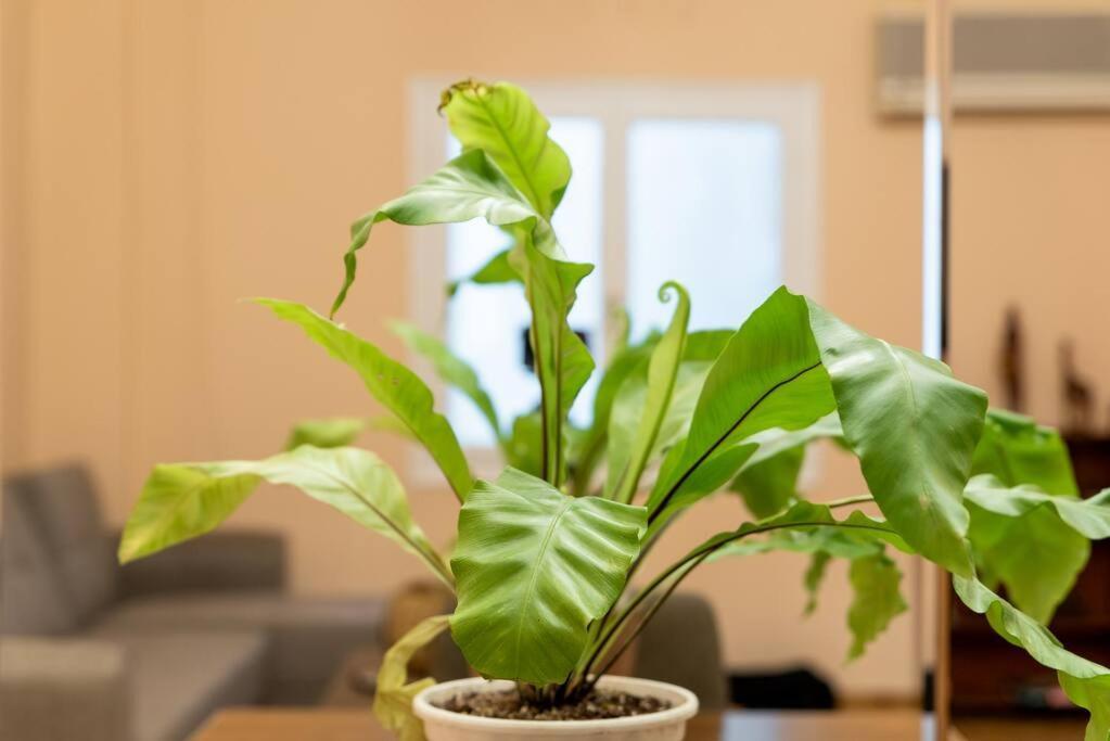 Appartamento Modern African-Inspired Flat Atene Esterno foto